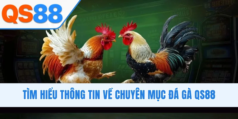 Tìm hiểu thông tin về chuyên mục đá gà QS88